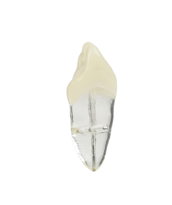EndoPrep® Kronu Opak Kökü Şeffaf Diş
