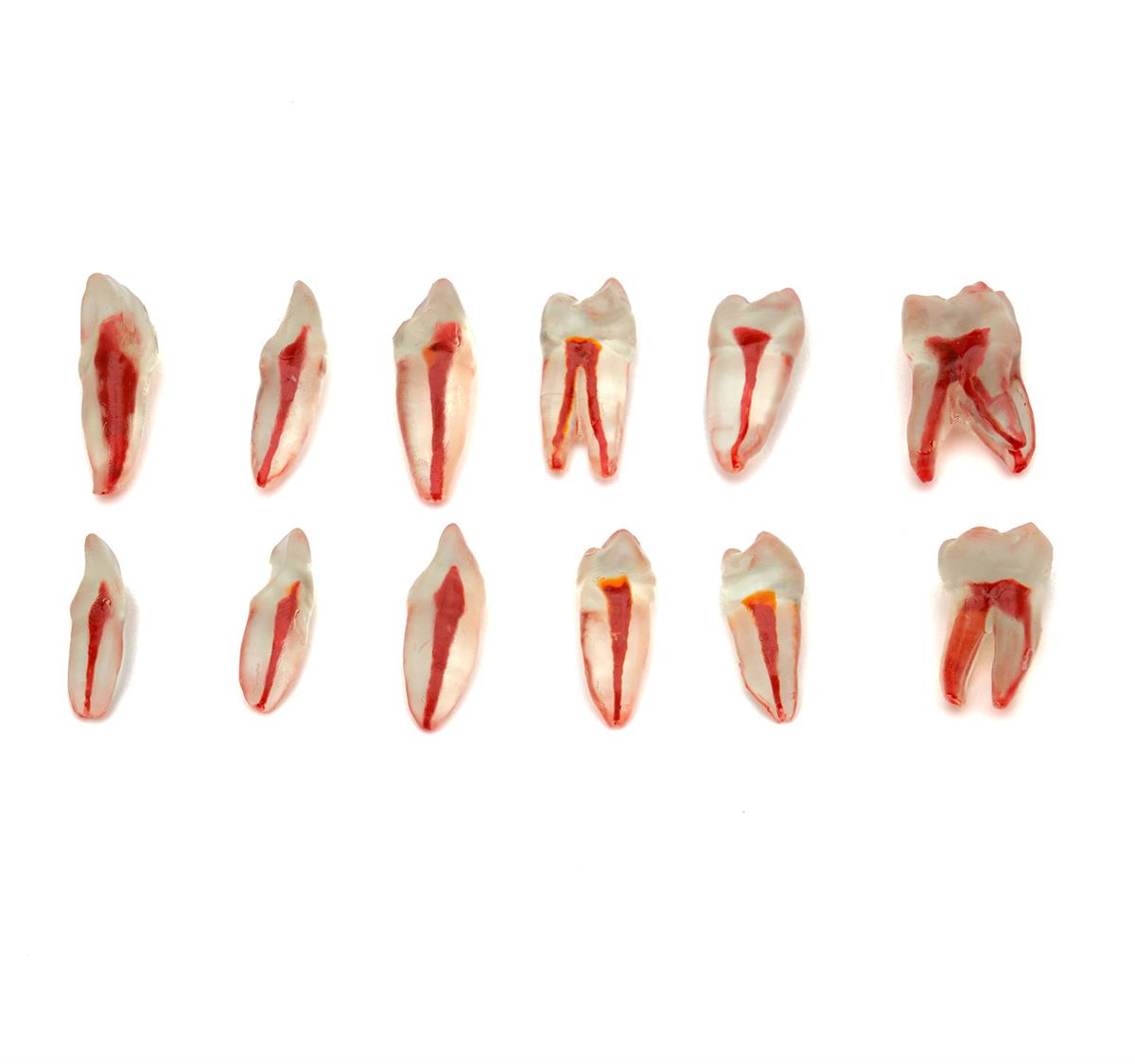 Omega Endodontik Şeffaf Kanallı Köklü Dişler - Endodonti Eğitim Modeli