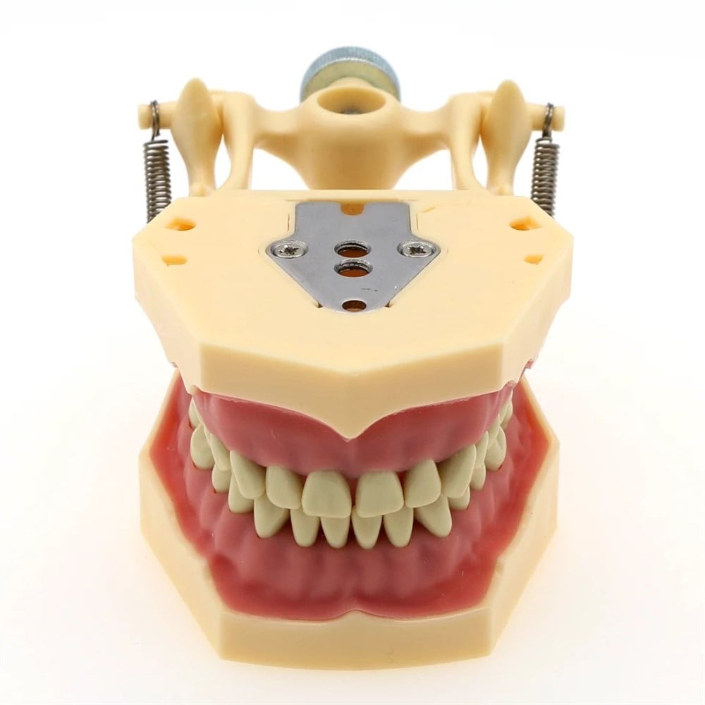Dr Plus Fantom Etli Çene 32 Lik Diş Hekimliği Eğitim Modeli