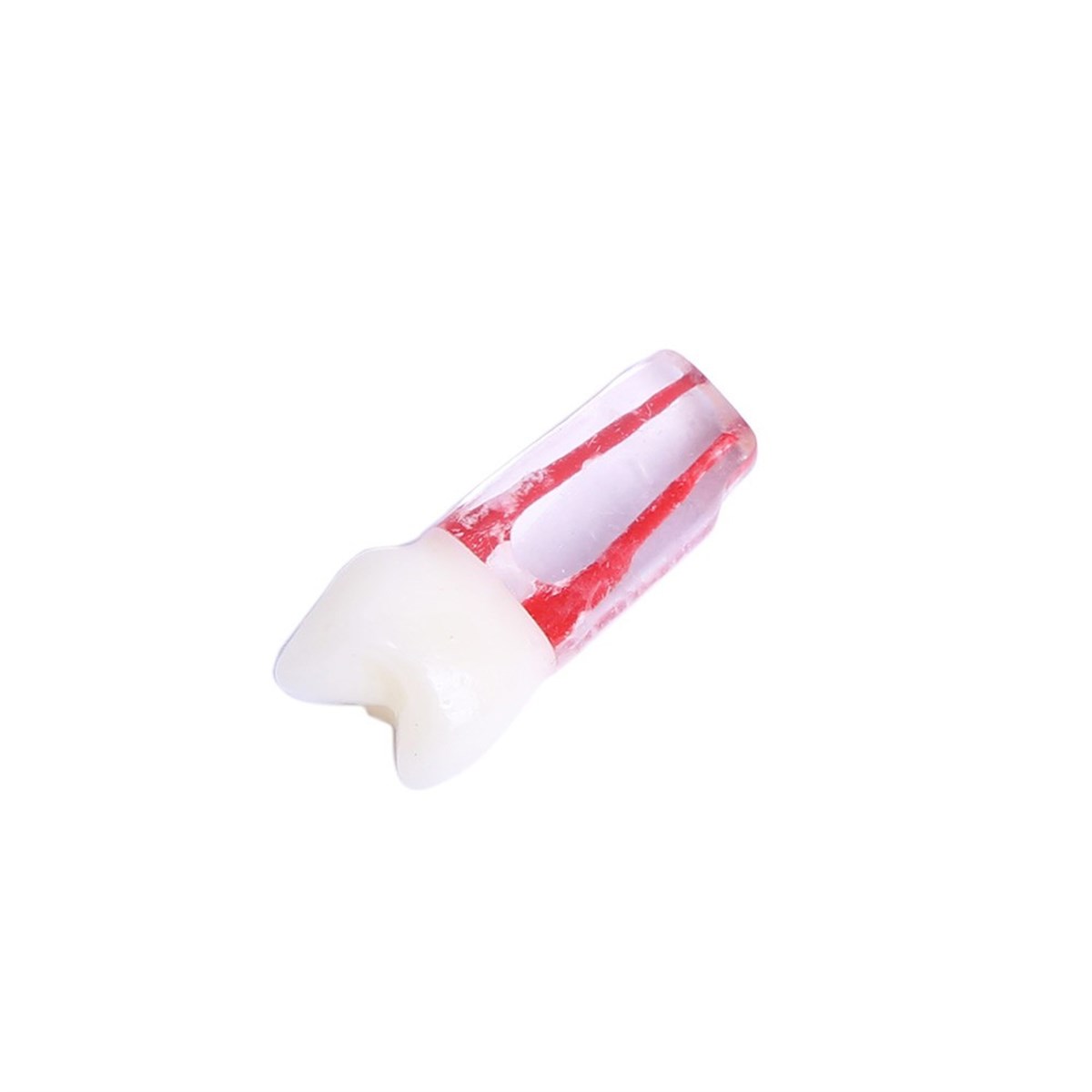 Omega Endo Kronlu Diş Premolar - Endodontik Eğitim Modeli
