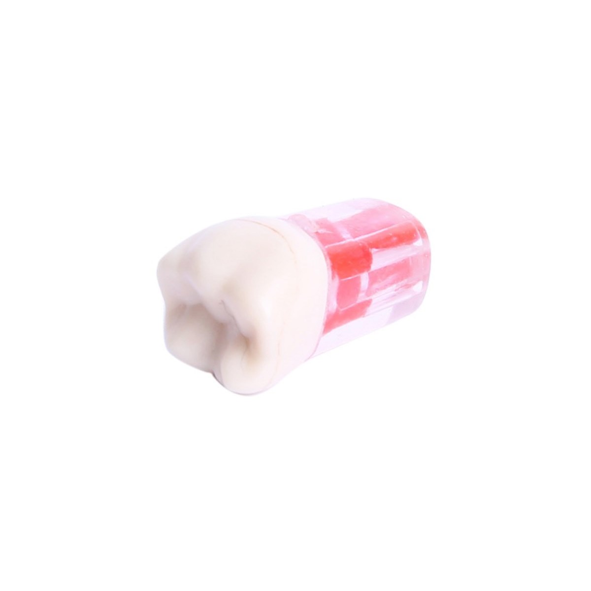 Omega Endo Kronlu Diş Molar - Endodontik Eğitim Modeli