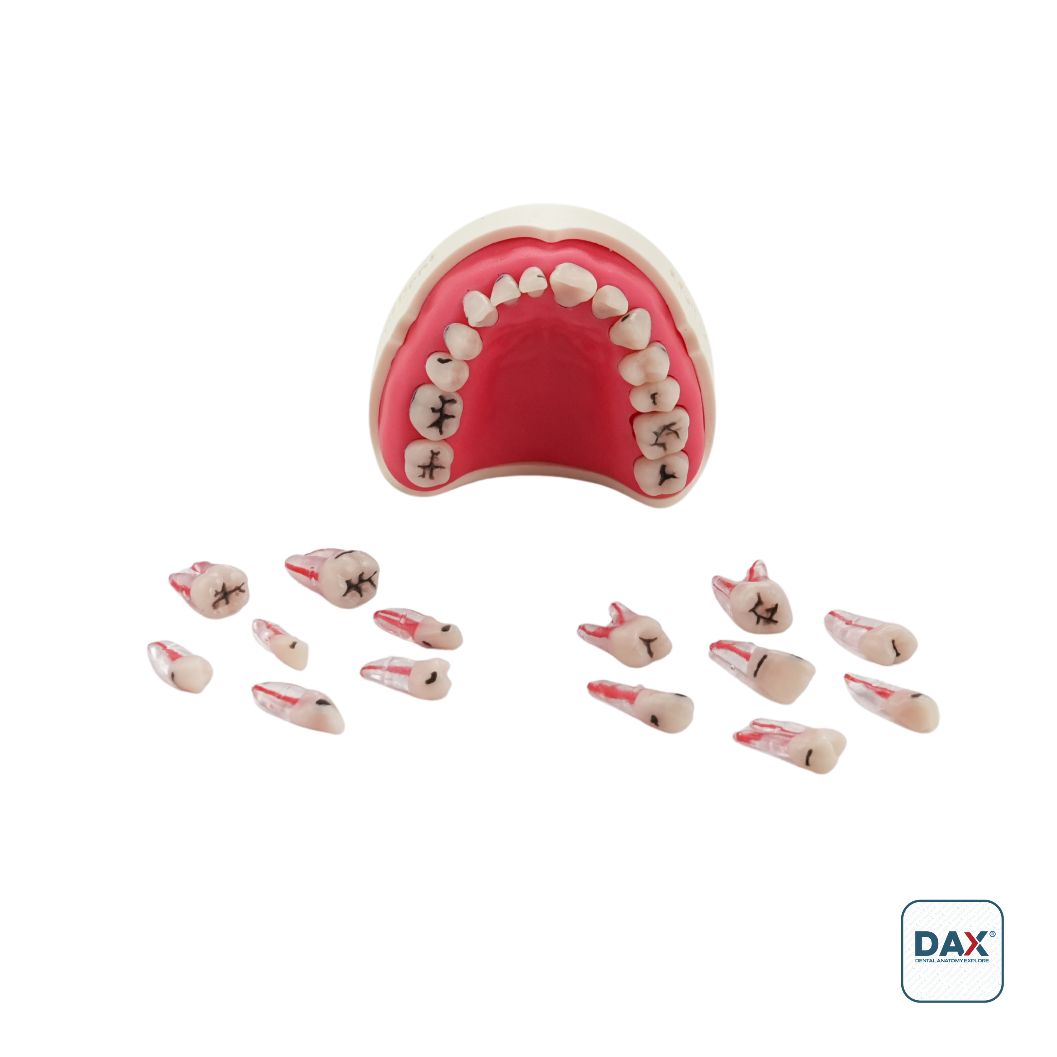 Restodax Çürüklü Restoratif Çene Modeli Tekli Paket - Endodax
