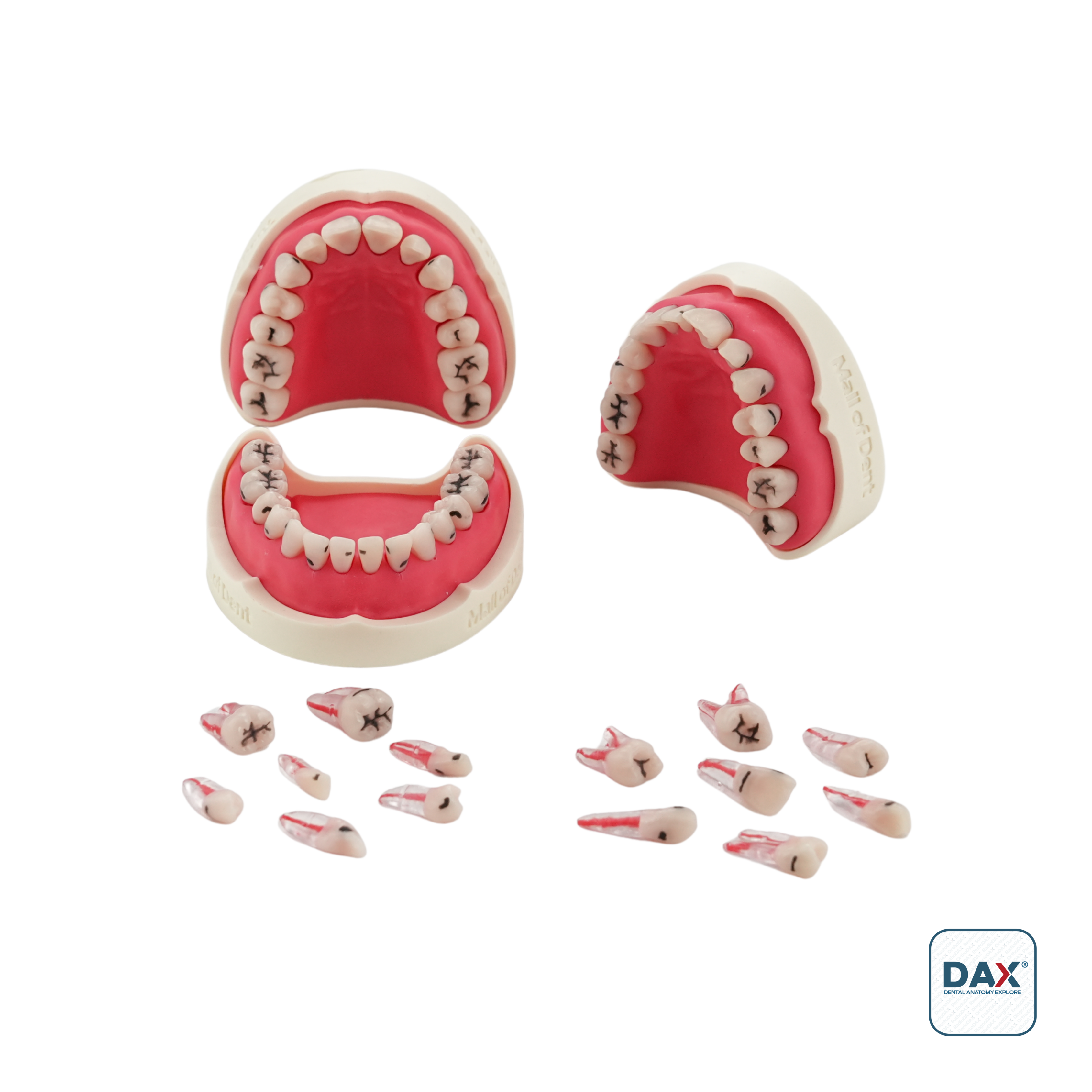 Endodax Restodax Çürüklü Restoratif Eğitim Çene Takımı (Alt-Üst)